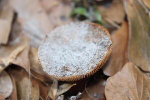 seta creciente salvaje en el bosque piso. foto