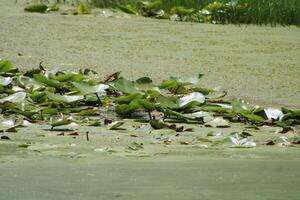 Landscape Around A Small Swamp In Tampa Florida With Wildlife. photo