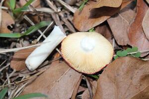 Mushroom Growing Wild On The Forest Floor. photo