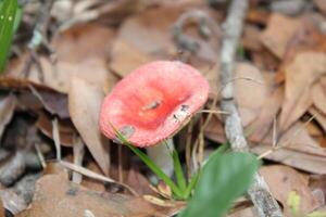 Mushroom Growing Wild On The Forest Floor. photo