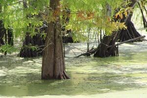 paisaje alrededor un pequeño pantano en tampa Florida con fauna silvestre. foto