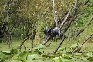 paisaje alrededor un pequeño pantano en tampa Florida con fauna silvestre. foto