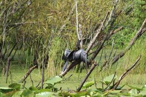 paisaje alrededor un pequeño pantano en tampa Florida con fauna silvestre. foto