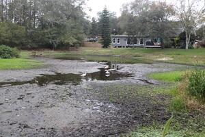 Landscape Around A Small Swamp In Tampa Florida With Wildlife photo