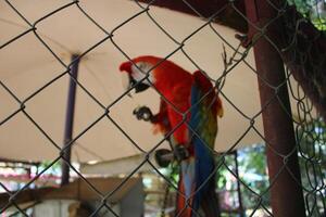 hermosa loro sentado en un jaula a un zoo foto