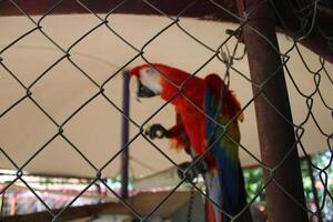 Beautiful Parrot Sitting In A Cage At A Zoo photo