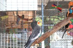 hermosa loro sentado en un jaula a un zoo foto