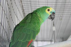 Beautiful Parrot Sitting In A Cage At A Zoo photo