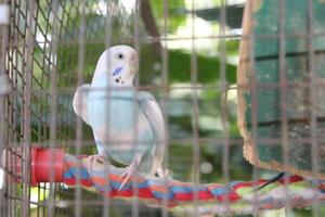 Beautiful Parrot Sitting In A Cage At A Zoo photo