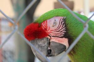 hermosa loro sentado en un jaula a un zoo foto