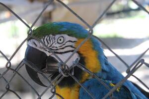 Beautiful Parrot Sitting In A Cage At A Zoo photo