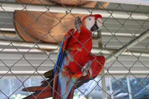 hermosa loro sentado en un jaula a un zoo foto