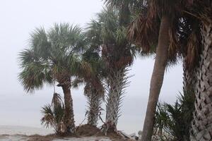 Landscape Around Fred Howard Park In Tarpon Springs Florida photo