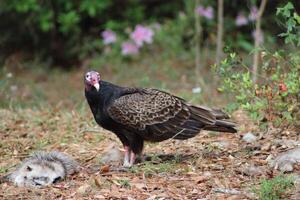 Red Headed Vulture Feeding On RoadKill. photo