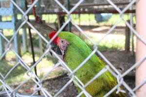 hermosa loro sentado en un jaula a un zoo foto