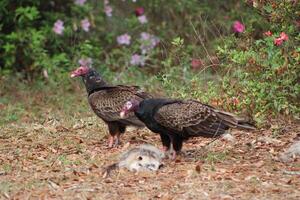 Red Headed Vulture Feeding On RoadKill. photo