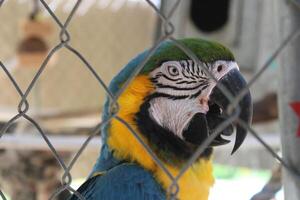 Beautiful Parrot Sitting In A Cage At A Zoo photo
