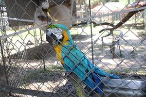 hermosa loro sentado en un jaula a un zoo foto