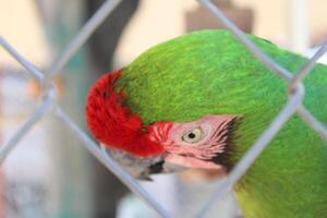 hermosa loro sentado en un jaula a un zoo foto