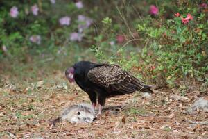 Red Headed Vulture Feeding On RoadKill. photo