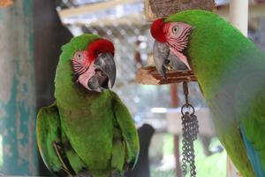 Beautiful Parrot Sitting In A Cage At A Zoo photo