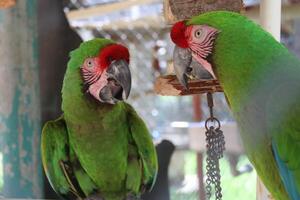 hermosa loro sentado en un jaula a un zoo foto