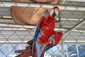 hermosa loro sentado en un jaula a un zoo foto