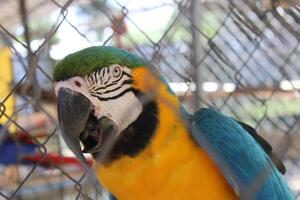 hermosa loro sentado en un jaula a un zoo foto