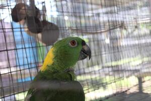 Beautiful Parrot Sitting In A Cage At A Zoo photo