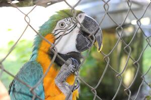 Beautiful Parrot Sitting In A Cage At A Zoo photo