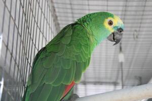 Beautiful Parrot Sitting In A Cage At A Zoo photo