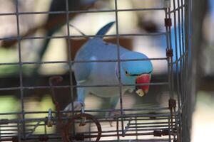 Beautiful Parrot Sitting In A Cage At A Zoo photo