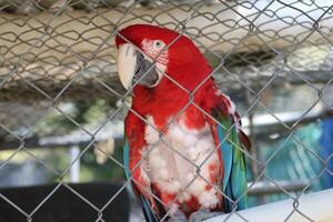 hermosa loro sentado en un jaula a un zoo foto