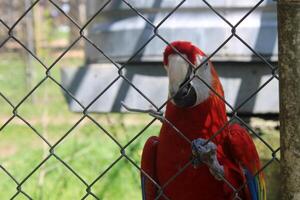 hermosa loro sentado en un jaula a un zoo foto