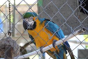 Beautiful Parrot Sitting In A Cage At A Zoo photo