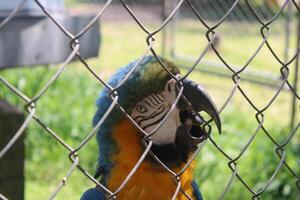 Beautiful Parrot Sitting In A Cage At A Zoo photo