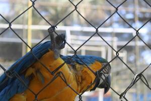 hermosa loro sentado en un jaula a un zoo foto