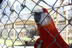 hermosa loro sentado en un jaula a un zoo foto