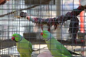 Beautiful Parrot Sitting In A Cage At A Zoo photo