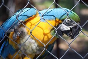 Beautiful Parrot Sitting In A Cage At A Zoo photo