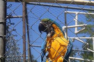 Beautiful Parrot Sitting In A Cage At A Zoo photo