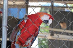 hermosa loro sentado en un jaula a un zoo foto