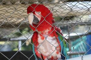 hermosa loro sentado en un jaula a un zoo foto