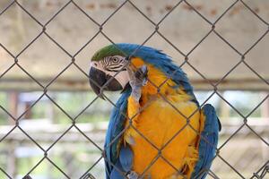 Beautiful Parrot Sitting In A Cage At A Zoo photo