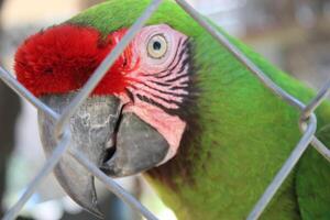 Beautiful Parrot Sitting In A Cage At A Zoo photo