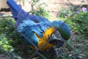 Beautiful Parrot Sitting In A Cage At A Zoo photo