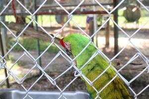 Beautiful Parrot Sitting In A Cage At A Zoo photo