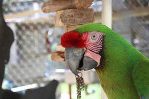 hermosa loro sentado en un jaula a un zoo foto