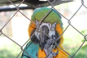 hermosa loro sentado en un jaula a un zoo foto