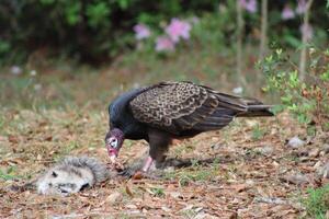 Red Headed Vulture Feeding On RoadKill. photo